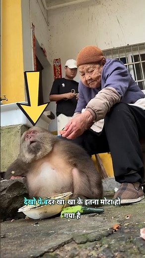 Overweight monkey only eats and does nothing