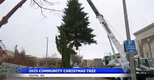 Yakima's larger-than-life Christmas tree to light up Millennium Plaza