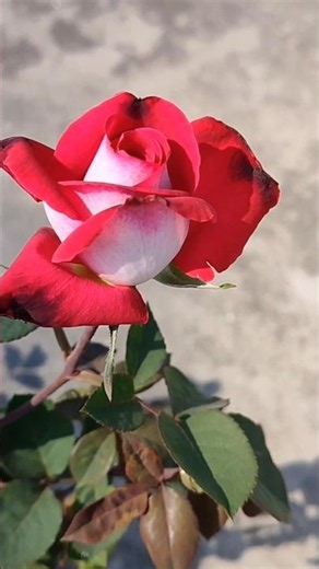 Beautiful Cinematic Rose Blooms 🌹 #beautifulblooms #naturelover