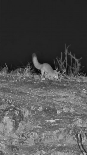 This Little Cape Fox Is Almost Too Cute for the Wild 😭🦊