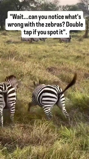 wait... can you notice what's wrong with the zebras? #zebras #cheetah #animal #uk #usa #viral #short