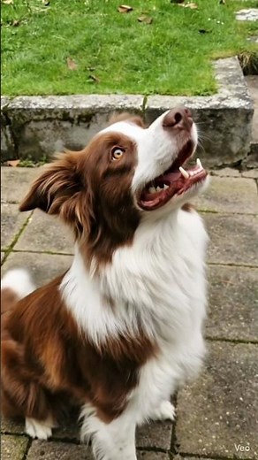Brown Border Collie in Action 🐕 | Smartest Dog Ever! #shorts #shortvideo #short #BrownBorderCollie
