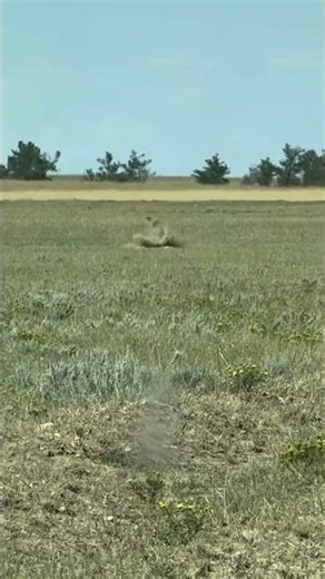 Prairie Dog Action