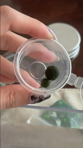 New Marimo Moss Balls! #plants #mossballs #aquarium #aquaticlife #plantcare Tiffany Weng