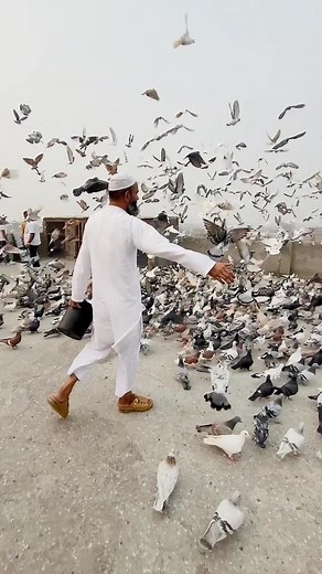 The Fascinating World of Pigeon Lovers