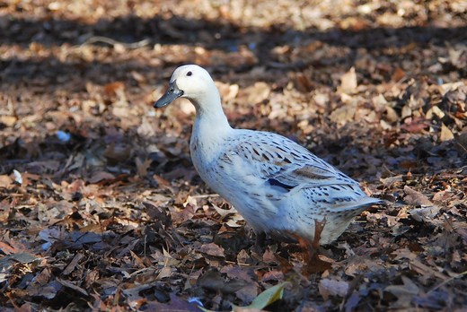 Breed Profile: Welsh Harlequin Ducks - Backyard Poultry