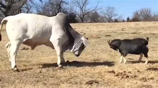 Watch what happens when a bull meets a goat