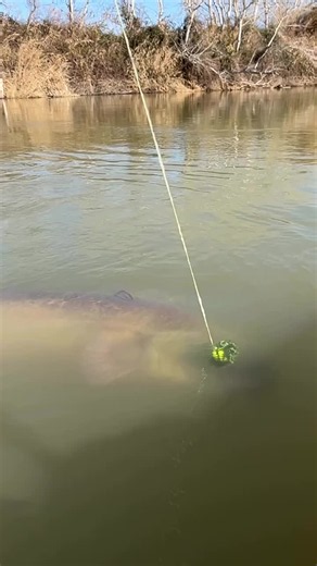 @PiffPaff_Original YouTube Channel #LureFishing #ShimanoDC #Daiwa #fishing #fish