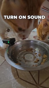 25K views · 889 reactions | Cats eating ASMR. Use earphones for greater experience! Aw! - Alien #presidentleet #leet #asmr #mukbang | President Leet | Facebook