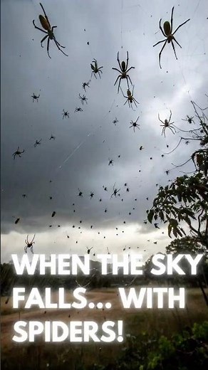 Thousands Of Spiders Are Suddenly Falling From The Sky