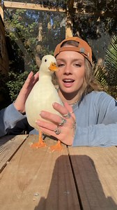 You’ve probably heard of blood feathers being called “pin feathers” 🪶 injury can happen to them fairly easily so it’s definitely good to be prepared! #ducks #callducks #ducksoffacebook #poultrycare #homestead | Cheese and Quackers Homestead