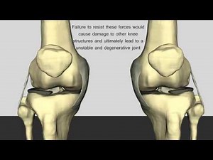 The Normal Function of the Anterior Cruciate Ligament