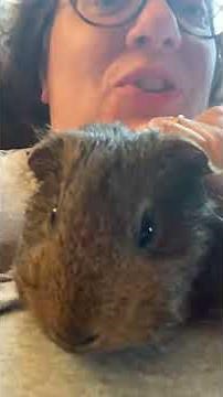 Guinea pig “chutting” sound