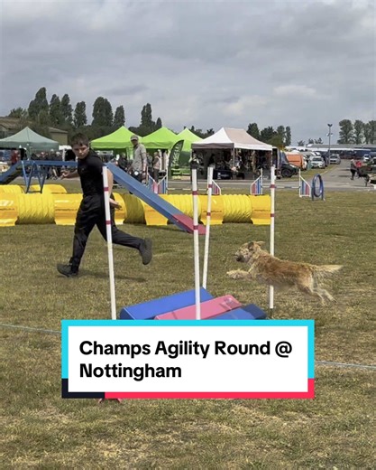 We got 10 faults (2 mistakes) but did enough to progress to the Champs Finals! 😃🙏🏻🐾👏🏻 #fyp #dogagility #dogsoftiktok #agilitydog #champs