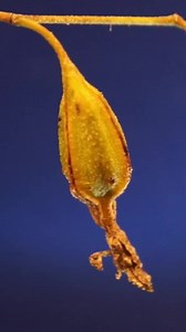 3K views · 88 reactions | Orchid seeds are among the smallest seeds...