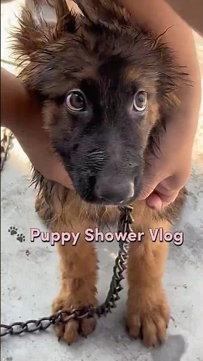🐾 Puppy Shower Vlog