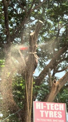 If you need a good tree cutting service, call 99462 46051