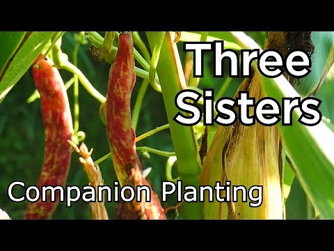 THREE SISTERS - Native American Companion Planting - Start To Finish