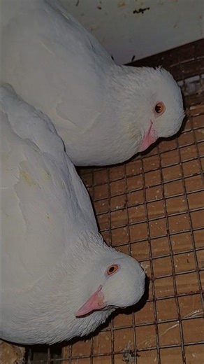 What to do if female pigeons are not laying eggs?