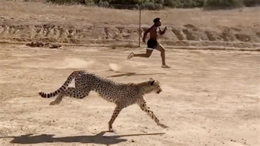 IShowSpeed tritt gegen Gepard an: Dieses Rennen endet überraschend