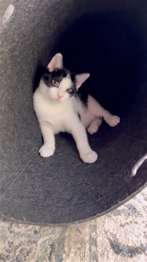 Baby bear when he discovered the magic laundry basket! #cats #catsoftiktok #charliebear #wobblycat #funnycats #fblifestyle | Willy Wonky & Charlie Bear