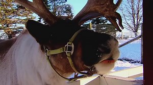 A magical Midwest farm where kids meet real reindeer