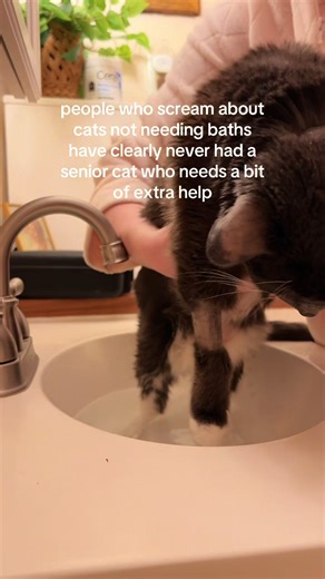 Caring for Senior Cats: Handling Accidents and Clean-Ups