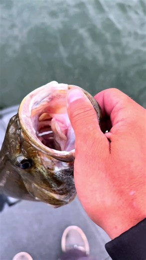 dbi fishing (@dbi_fishing)’s videos with original sound - musicme