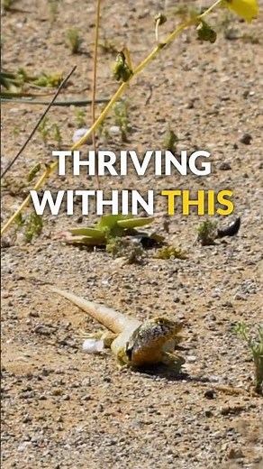 From Earth's Core to Life: The Surprising Power of Natural Radiation