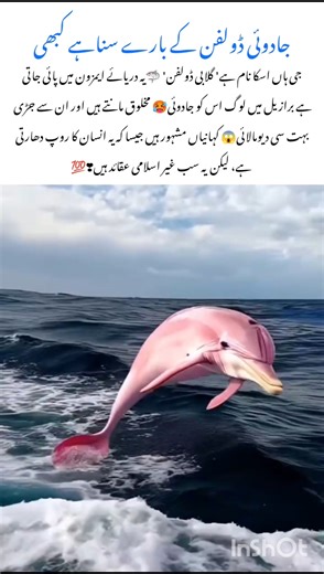 Mind Blowing🤯 Facts About the Blue dolphin Fish #bluefish #naturefacts #wildlife #nature #shorts