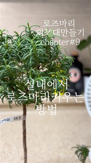 로즈마리🌳외목대만들기 chapter#9