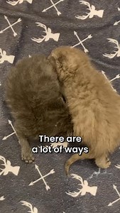 I totally understand the inclination to put a kitten in clothing, but I caution against it for 3 reasons: 1) Restricting or re-positioning the movement of a growing kitten can have unintended consequences for their body and mobility 2) Kittens who urinate or defecate into fabric may end up with discomfort, scalding or infection 3) There’s always a risk of strangulation or suffocation when leaving a baby kitten unsupervised with clothing on I am strongly opposed to any strategy that involves cove