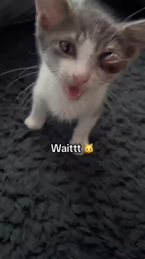 Animal Rescue Service (@cat_rescue_association)’s videos with เสียงต้นฉบับ - Num Remix 🎧