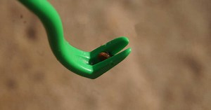 Piqûre de tique : comment utiliser un tire-tique ?
