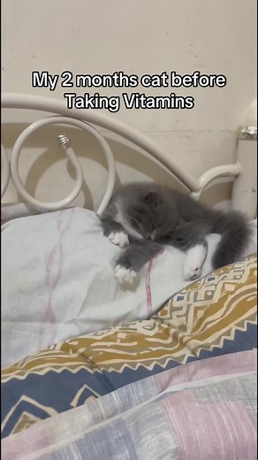 Cute Cat Taking Vitamins - Before & After Transformation