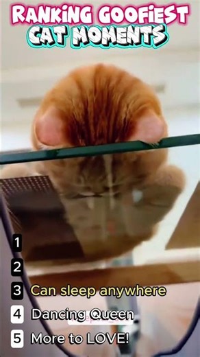 Ranking Goofiest CAT Moments #funny #petsrule #funnyanimals