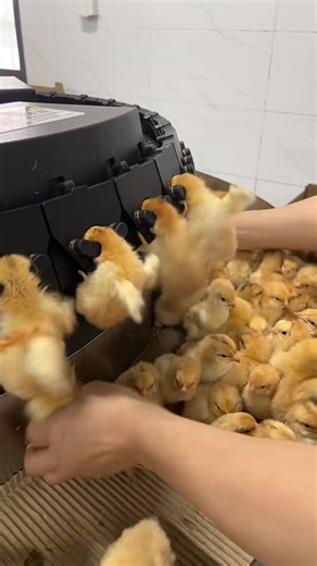 C_WondersOfFarming on Instagram: "#chick #farming"