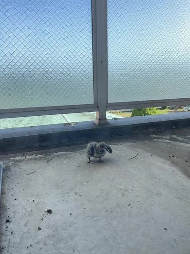 野鳥保護法で鳩の卵産卵シーンを観察