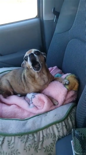 Chihuahua Screams at Owner While Riding Back From Vet's