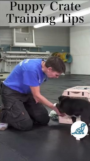 Puppy Crate Training #Shorts