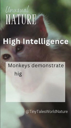 Monkey Problem-Solving Skills #NatureShorts #AnimalIntelligence #MonkeyMind #ProblemSolving#WildLife