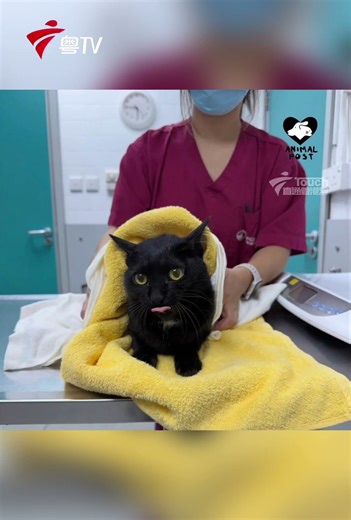 不放弃任何一个生命，火宅发生第8日，香港警方成功再寻获多只生还动物