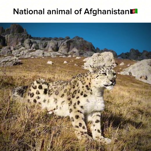 Understanding the Snow Leopard: Habitat and Behavior