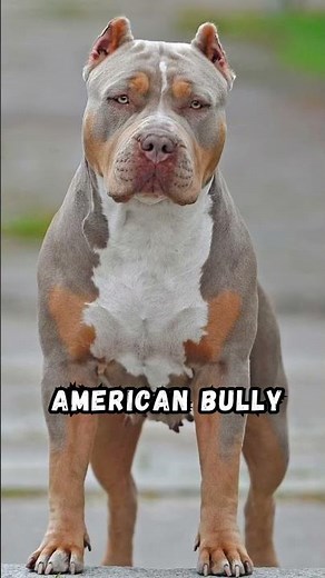 Top 5 Types of Pitbull Dogs #pitbull #dogspecies #dog