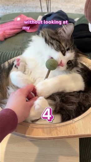 Can you guess which 2 of these 4 cats are my cat Steven