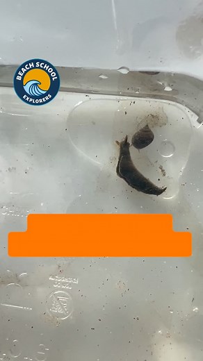 The slug’s green/brown colour comes from the chloroplasts it harbours from algae. That gives it a “leaf-like” appearance, helping it blend in. ￼ It’s a wonderful example of how animals and algae can interact in surprising ways — a slug behaving a bit like a plant! 🌱 #seaslug #marinelife #marinemysterymonday #solarpoweredslug #beachschool #getkidsoutside #essexmums #maldon #southend #beachschoolexplorers | Beach School Explorers