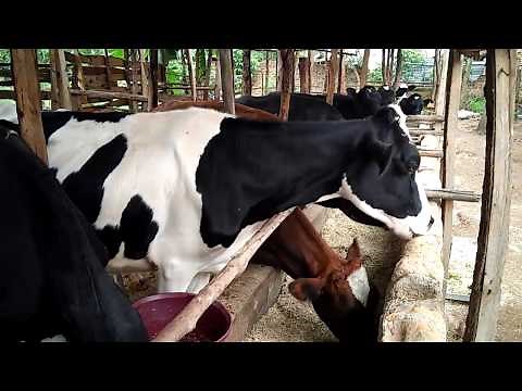 Feeding Dairy Cows in Kenya with Hydroponic Sorghum Fodder