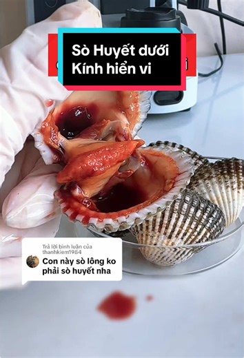 Trả lời @thanhkiem1984 Thấy mn cmt nhiều nên ad phải kiếm lại con Sò Huyết nè #kinhhienvi #education #microscope