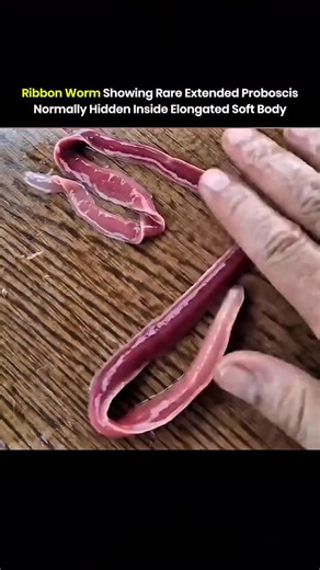 Knowledge Matrix on Instagram: "This organism is a ribbon worm, and the white branching material visible outside the body is its proboscis. The proboscis is a long elastic structure normally stored internally and remains hidden under typical conditions. In rare moments it extends outward by turning inside out from an internal cavity, creating the branching appearance seen here. The structure often reaches lengths longer than the body itself before retracting back inside. Such external visibility