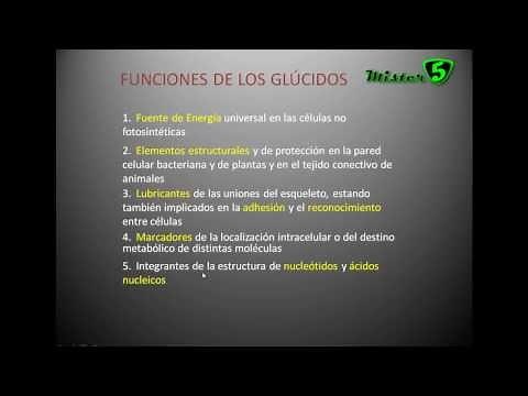 LOS GLUCIDOS, carbohidratos, hidratos de carbono o sacáridos: Tipos y Funciones. Mistercinco